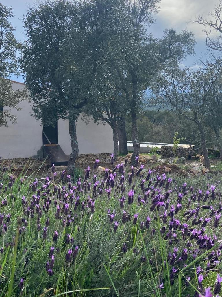 Villa Vigias -Eternal Landscapes Marvão Exterior foto